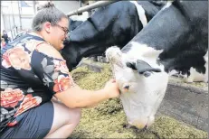  ?? KATHERINE HUNT/THE GUARDIAN ?? Hailey Blacquire of Rustico pets one of the cows at the Crasdale Farm during the first Breakfast on the Farm event on Saturday.