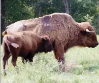  ??  ?? Cow buffaloes grow to only about half the size of bulls, but even though they’re smaller, the cows can still weigh 1,000 pounds and can inflict serious injuries on people who approach too closely.