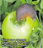  ??  ?? Slugs are a common garden pest, but they can be difficult to control
