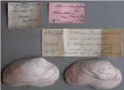  ?? Photo: https://mussel-project.uwsp.edu ?? The specimen at the Albany museum.