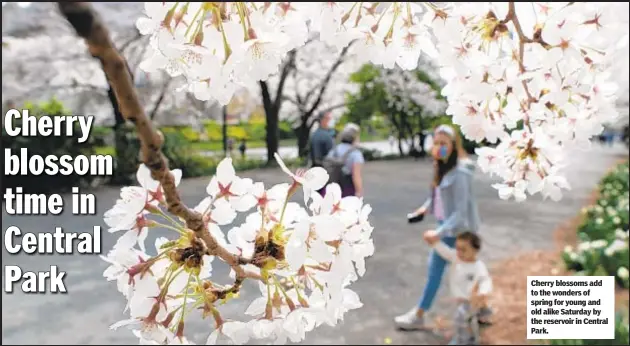  ??  ?? Cherry blossoms add to the wonders of spring for young and old alike Saturday by the reservoir in Central Park.