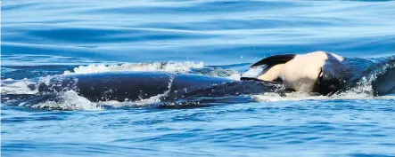  ?? MICHAEL WEISS ?? A dead baby orca whale is pushed by her mother after being born off the coast near Victoria, B.C. in late July. Whale researcher­s are keeping close watch on the endangered orca that has spent the past week carrying and keeping her dead calf afloat in...