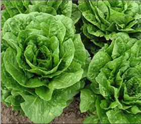  ?? COURTESY PHOTO ?? ARS scientists are looking for ways to make romaine lettuce more resistant to browning and deteriorat­ion.