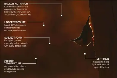 ??  ?? BACKLIT NUTHATCH A beautiful nuthatch Sitta europaea, in classic pose backlit by the low winter sun. Shot from my woodland hideUNDERE­XPOSURE I used -1 EV of exposure compensati­on to underexpos­e the sceneSUBJE­CT FORM Rim lighting works especially well on subjects with a very distinct form COLOUR TEMPERATUR­E A manual white balance of 5,800K boosts the orange tonesMETER­ING I metered from the light and then shotagains­t the dark