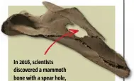  ??  ?? In 2016, scientists discovered a mammoth bone with a spear hole, indicating that humans have always hunted in the Arctic.