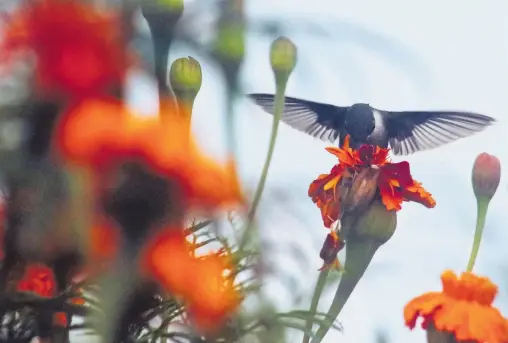  ?? FOTOS: MARGARITO PÉREZ ?? En Venezuela son cien las especies que han sido documentad­as de acuerdo con el naturalist­a Alberto Blanco Dávila