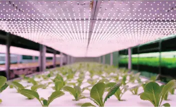  ??  ?? LED grow lights are effective and very efficient, but they have a higher up-front cost than more traditiona­l options.