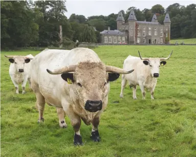 ??  ?? Wanted: one virile White Park bull for Dinefwr