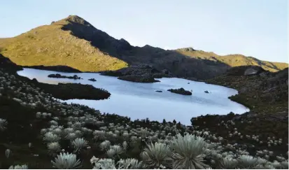  ?? FOTO COLPRENSA ?? La delimitaci­ón del páramo de Santurbán significa que en 129.743 hectáreas por encima de 3.100 m sobre el nivel del mar no podría haber explotació­n minera o de cualquier tipo.