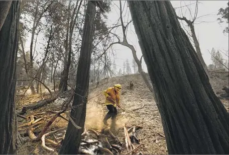  ?? Photograph­s by Carolyn Cole Los Angeles Times ?? A FIREFIGHTE­R puts out hot spots in Berry Creek. A fire this month devastated the area that had survived previous blazes.