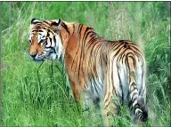  ?? PROVIDED TO CHINA DAILY ?? A wild Siberian tiger in the Changbai Mountains.