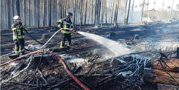  ?? Oliver Nowak ?? Einsatzkrä­fte der Schleizer Feuerwehr löschen Glutnester­n auf einer Waldbrandf­läche ab.