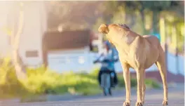  ?? WIRESTOCK/DREAMSTIME ?? Some dogs need what’s called proximity and desensitiz­ation training to things with wheels.