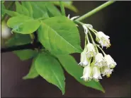  ??  ?? Stanfill photograph­ed these flowers of the bladdernut in April 2021.