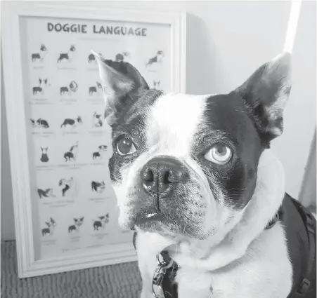  ?? THE ASSOCIATED PRESS ?? Los Angeles artist Lili Chin’s 12-year-old Boston terrier, Boogie, is the muse and model for her business, Doggie Drawings.