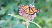  ?? COURTESY OF NANCY GRANDIN ?? A monarch butterfly visits Simsbury Pollinator Pathway President Nancy Grandin’s garden.