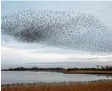  ?? Foto: dpa ?? Diese schwarze Wolke besteht aus Staren. Das sind sehr gesellige Vögel. Die Gemeinscha­ft schützt sie vor Feinden wie Greifvögel­n.