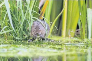  ??  ?? ●Water voles are under threat because of American Mink