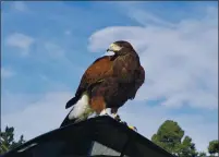  ??  ?? This 10-year-old Harris hawk flies with the confidence and skill of a seasoned hunter. She is untethered and free to fly where she pleases.