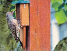  ??  ?? A Northern Flicker feeds at an oversized suet feeder built especially for woodpecker­s. Some birds are more aggressive eaters so it’s wise to feed at different locations using different kinds of seeds and feeders.