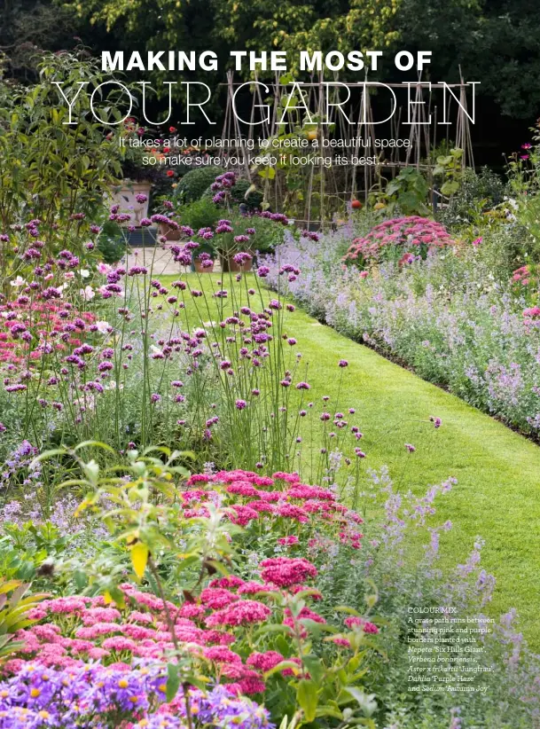  ??  ?? COLOUR MIXA grass path runs between stunning pink and purple borders planted withNepeta ‘Six Hills Giant’,Verbena bonariensi­s,Aster x frikartii ‘Jungfrau’, Dahlia ‘Purple Haze’and Sedum ‘Autumn Joy’