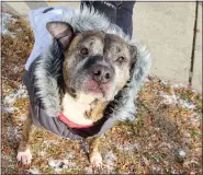  ?? ?? Bella, a six-year-old American Staffordsh­ire Terrier, is bundled up and ready for Santa.