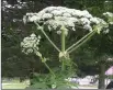  ??  ?? The toxic Giant Hogweed.