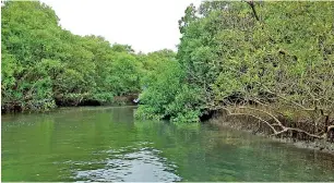  ??  ?? The extensive waterways within the mangroves ideal for kayaking and nature-based tourism. (Courtesy WNPS)