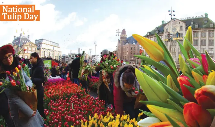  ??  ?? Scores of people pick free tulips on Dam Square in front of the Royal Palace in Amsterdam, Netherland­s, yesterday, on National Tulip Day which marks the opening of the 2020 tulip season. Photo: AP