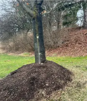  ?? Nancy Knauss ?? An improperly mulched tree has a mulch “volcano” that covers the root flare.