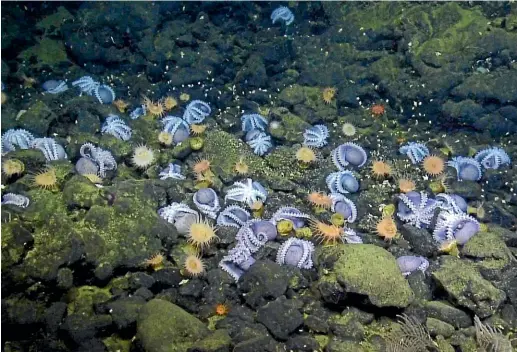  ??  ?? Researcher­s have found a nursery of octopuses on the seafloor off the California coast.