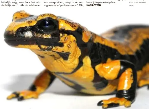  ??  ?? Een vuursalama­nder die besmet is met BS, zoals dit exemplaar, is ten dode opgeschrev­en. De schimmel vreet letterlijk de huid weg. FOTO FRANS PASMANS UGENT