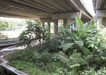  ??  ?? Though they are not typically associated with conservati­on benefits, flyovers can act as artificial canopies, providing cover for shade-loving shrubs like bananas, palms and ferns.