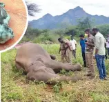  ??  ?? The gunned down female elephant and the retrieved bullet pieces in Coimbatore on Thursday