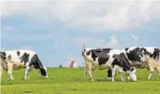  ?? FOTO: MATTHIAS BECKER ?? Die Deutschen Holstein machen etwa 13 Prozent der Milchkühe im Landkreis aus, hier Kühe der Farbrichtu­ng Schwarzbun­t.