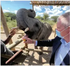  ?? ?? U. S. Ambassador Craig Cloud engages with an orphaned elephant at Elephant Havens in Maun. Elephant Havens is a beneficiar­y of the U. S. Ambassador’s Special Self- Help Fund.