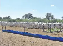  ??  ?? El balanceado pasto guasu fue un aliado para mantener a los animales cuando ya no había pasturas en los campos.