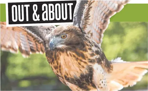  ?? ROCK CITY GARDENS PHOTO ?? A birds of prey show will be held Friday through Sunday during Rock City’s EarthDayz.