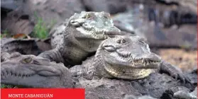  ??  ?? MONTE CABANIGUÁN Criadero del Cocodrilo Americano (Crocodylus acutus)