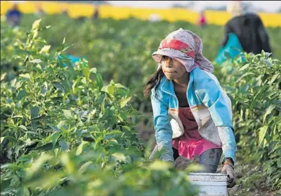  ?? Photog raphs by Don Bartletti
Los Angeles Times ?? ALEJANDRIN­A CASTILLO, 12, picks chile peppers near Teacapan, Sinaloa. Employing laborers younger than 15 is illegal, but about 100,000 children under 14 work for pay on Mexico’s smaller farms. Some of the produce they pick reaches the U.S.