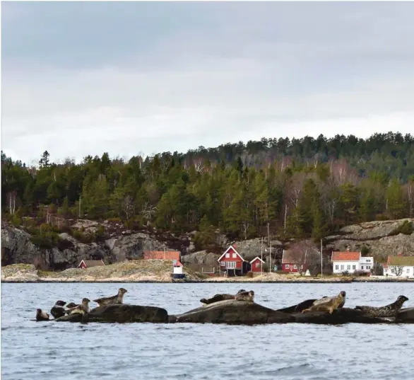  ??  ?? SEL TIL BESVAER: I Risør får fiskerne så mye sel i redskapen at det utgjør et stort problem. Det ser heller ikke ut som noen har ansvar for å fjerne den døde selen.