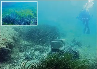  ?? (Photos DR) ?? Les ancres et chaînes font des dégâts sur les herbiers de posidonies : arrachée sur un sol érodé, la plante marine ne peut renaître de ses cendres. Sur sa matte morte (en haut à gauche), la Caulerpa taxifolia s’en donne à coeur joie.