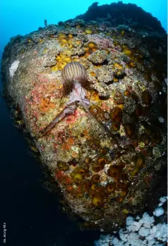  ?? ?? TOP RIGHT
A pelagic curtain jellyfish among anemones