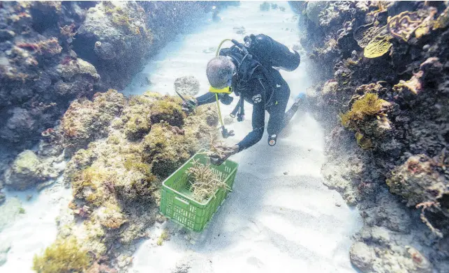 REGENERATI­ON REMEDY - PressReader