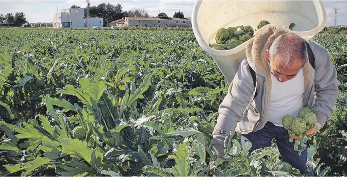  ?? Fotos: Archiv, Rathaus ?? Viel Gestrüpp muss weg, um an feine Herzen zu gelangen. Vor allem in der Vega Baja, im Süden Valencias, werden Spaniens Artischock­en angebaut.