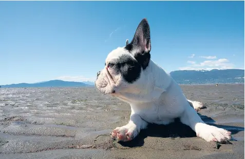  ??  ?? Flat-faced dogs such as French bulldogs, above, and pugs, which have surged in popularity, are at risk of heat stroke because they can’t pant properly to cool down in hot weather