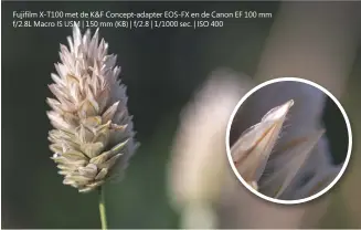  ??  ?? Fujifilm X-T100 met de K&amp;F Concept-adapter EOS-FX en de Canon EF 100 mm f/2.8L Macro IS USM | 150 mm (KB) | f/2.8 | 1/1000 sec. | ISO 400 Gedetaille­erd: Ook met geopend diafragma levert de Canon 100 mm Macro op de Fujifilm X-T100 een erg goede scherpte.