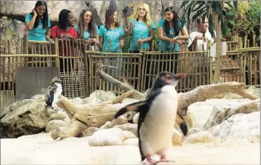  ?? Pictures: COURTNEY AFRICA ?? ONLOOKERS: From left, Miss Earth South Africa semi-finalists Shannon Williams, Lehlogonol­o Chiloane, Claudi Pieperser, Sandra Zaroufis, Gina Brandt and Carryn Cornelius take a peek at the penguins’ home.