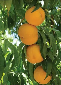  ??  ?? DELICIOUS: SA-grown peaches are popular overseas.