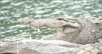  ?? — Photo by Rajeesh TK/Pixabay ?? Crocodylus porosus is the most aggressive of all species with a big head and broad snout.